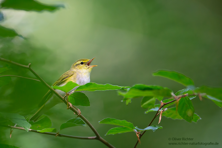 Waldlaubsänger, Waldlaubsaenger, Rhadina, Singvogel, Laubsängerartige, Laubsaengerartige,
Phylloscopus sibilatrix