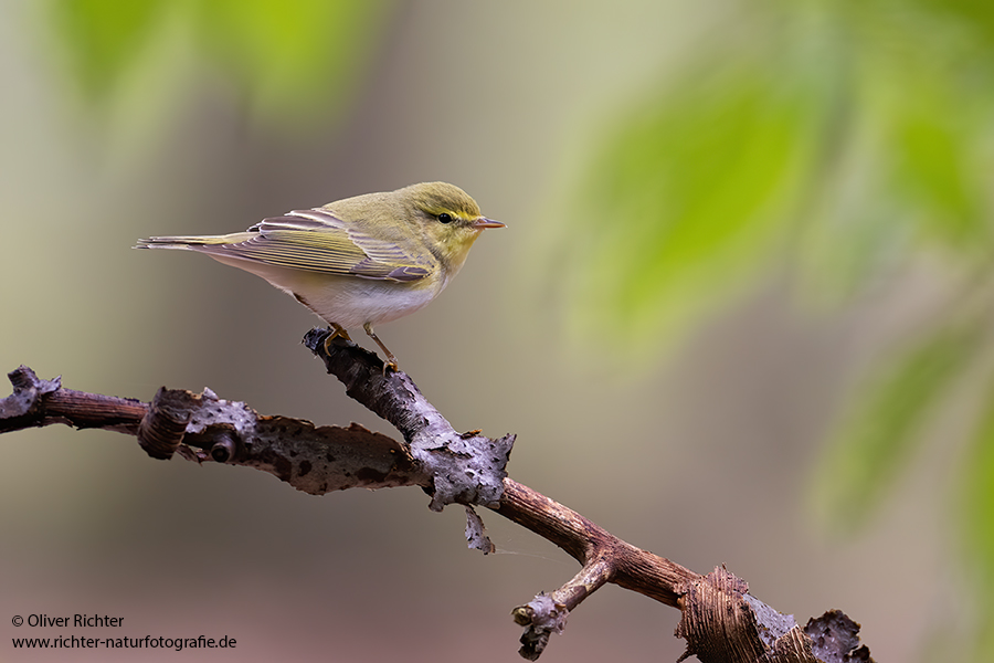 Waldlaubsänger, Waldlaubsaenger, Rhadina, Singvogel, Laubsängerartige, Laubsaengerartige,
Phylloscopus sibilatrix