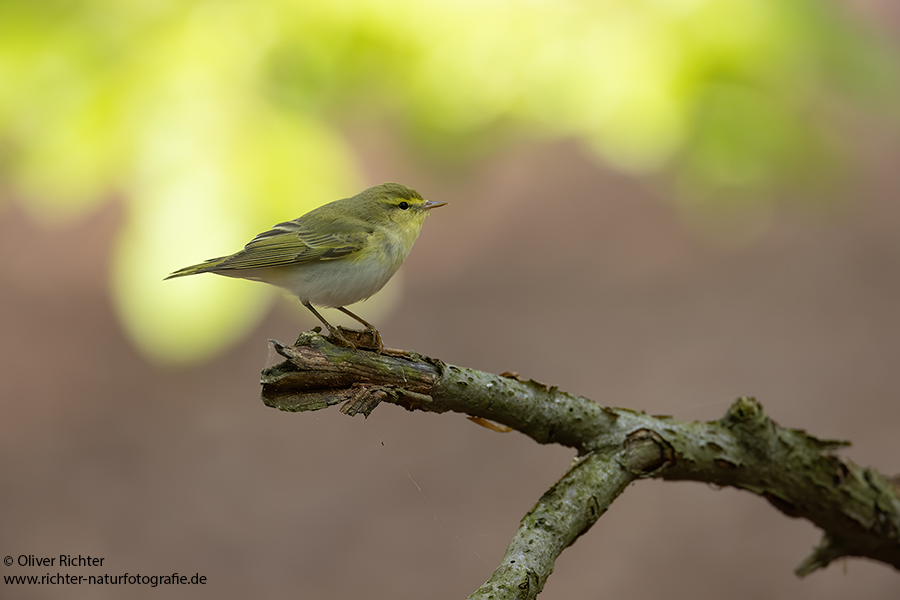 Waldlaubsänger, Waldlaubsaenger, Rhadina, Singvogel, Laubsängerartige, Laubsaengerartige,
Phylloscopus sibilatrix