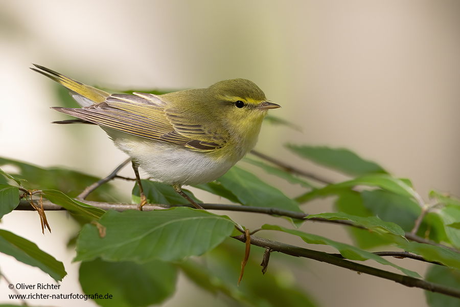 Waldlaubsänger, Waldlaubsaenger, Rhadina, Singvogel, Laubsängerartige, Laubsaengerartige,
Phylloscopus sibilatrix