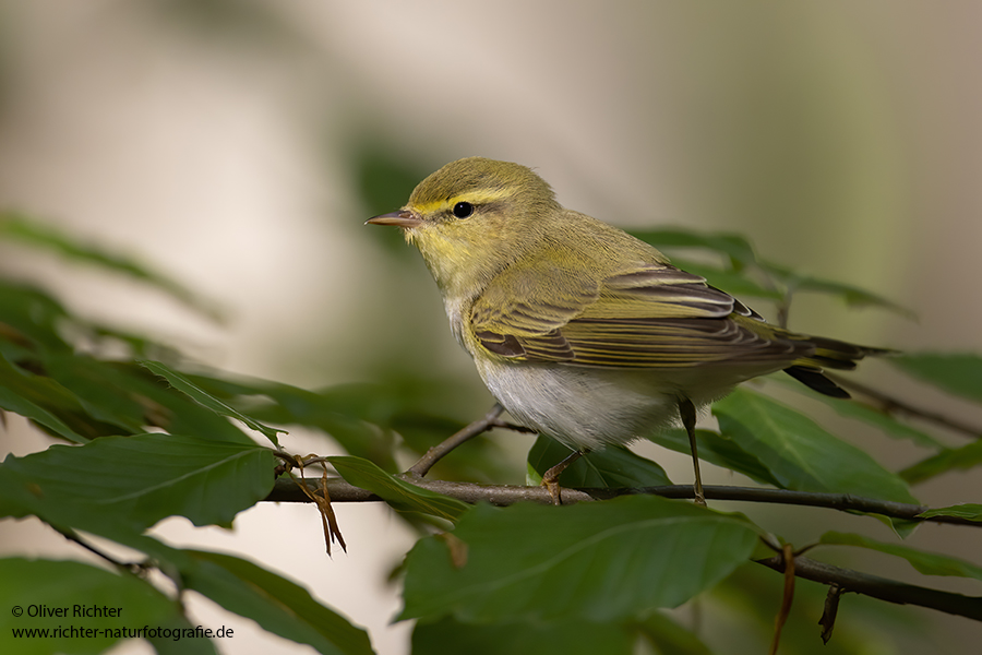 Waldlaubsänger, Waldlaubsaenger, Rhadina, Singvogel, Laubsängerartige, Laubsaengerartige,
Phylloscopus sibilatrix
