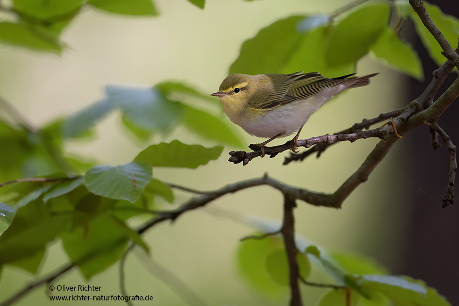 Waldlaubsänger, Waldlaubsaenger, Rhadina, Singvogel, Laubsängerartige, Laubsaengerartige,
Phylloscopus sibilatrix