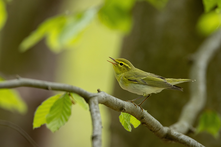 Waldlaubsänger, Waldlaubsaenger, Rhadina, Singvogel, Laubsängerartige, Laubsaengerartige,
Phylloscopus sibilatrix