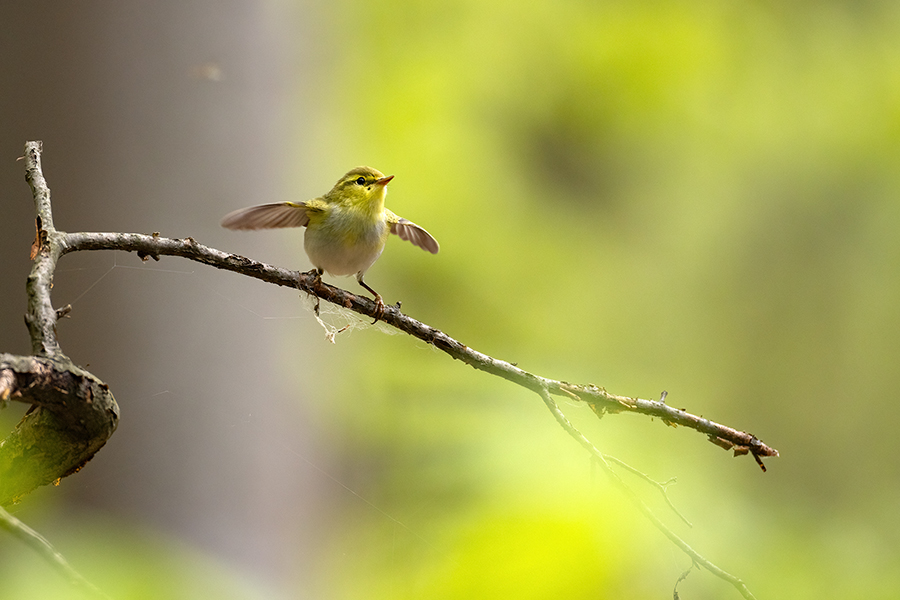 Waldlaubsänger, Waldlaubsaenger, Rhadina, Singvogel, Laubsängerartige, Laubsaengerartige,
Phylloscopus sibilatrix