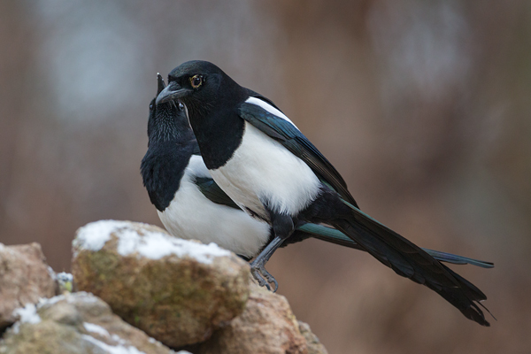 Elster - Pica pica Flug Rabenvoegel Elstern diebische Elster Voegel Sachsen Muldental Grimma 