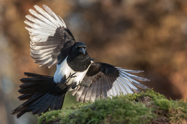 Elster - Pica pica Flug Rabenvoegel Elstern diebische Elster Voegel Sachsen Muldental Grimma 