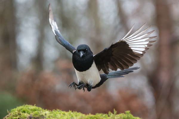 Elster - Pica pica Flug Rabenvoegel Elstern diebische Elster Voegel Sachsen Muldental Grimma 