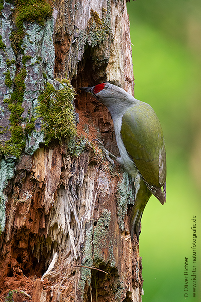 Grauspecht - Picus canus - Maennchen - Muldental Sachsen