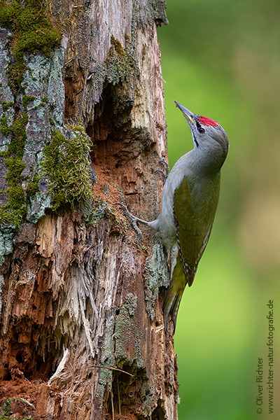 Grauspecht - Picus canus - Maennchen - Muldental Sachsen