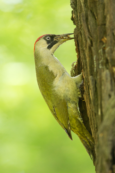 Grünspecht, Gruenspecht - Picus viridis, Vogel des Jahres 2014, Spechte, Erdspechte, Specht, Nicht schlecht Herr Specht, Muldental, Gruenspechte im Muldental, Gruenspecht im Muldental, Gruenspecht in Sachsen, Sachsen, Picus viridus, Weibchen, Maennchen