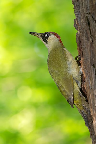 Grünspecht, Gruenspecht - Picus viridis, Vogel des Jahres 2014, Spechte, Erdspechte, Specht, Nicht schlecht Herr Specht, Muldental, Gruenspechte im Muldental, Gruenspecht im Muldental, Gruenspecht in Sachsen, Sachsen, Picus viridus, Weibchen, Maennchen