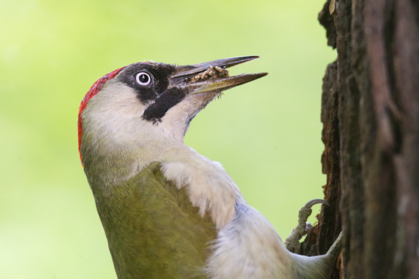 Gruespecht - Picus viridis, Vogel des Jahres 2014, Spechte, Erdspechte, Specht, Nicht schlecht Herr Specht, Muldental, Gruenspechte im Muldental, Gruenspecht im Muldental, Gruenspecht in Sachsen, Sachsen, Picus viridus, Weibchen, Maennchen