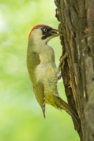 Grünspecht, Gruenspecht -Picus viridis, Vogel des Jahres 2014, Spechte, Erdspechte, Specht, Nicht schlecht Herr Specht, Muldental, Gruenspechte im Muldental, Gruenspecht im Muldental, Gruenspecht in Sachsen, Sachsen, Picus viridus, Weibchen, Maennchen