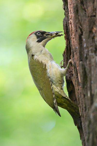 Grünspecht, Gruenspecht - Picus viridis, Vogel des Jahres 2014, Spechte, Erdspechte, Specht, Nicht schlecht Herr Specht, Muldental, Gruenspechte im Muldental, Gruenspecht im Muldental, Gruenspecht in Sachsen, Sachsen, Picus viridus, Weibchen, Maennchen