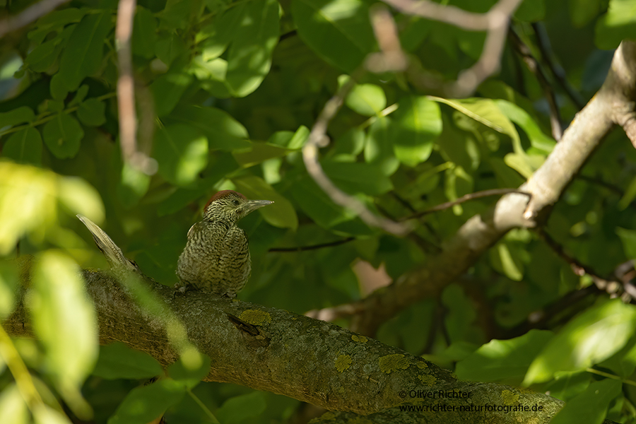 Gruenspecht - Picus viridis Spechte Weibchen Grimma Sachsen Muldental Echte Spechte Woodpecker Voegel 