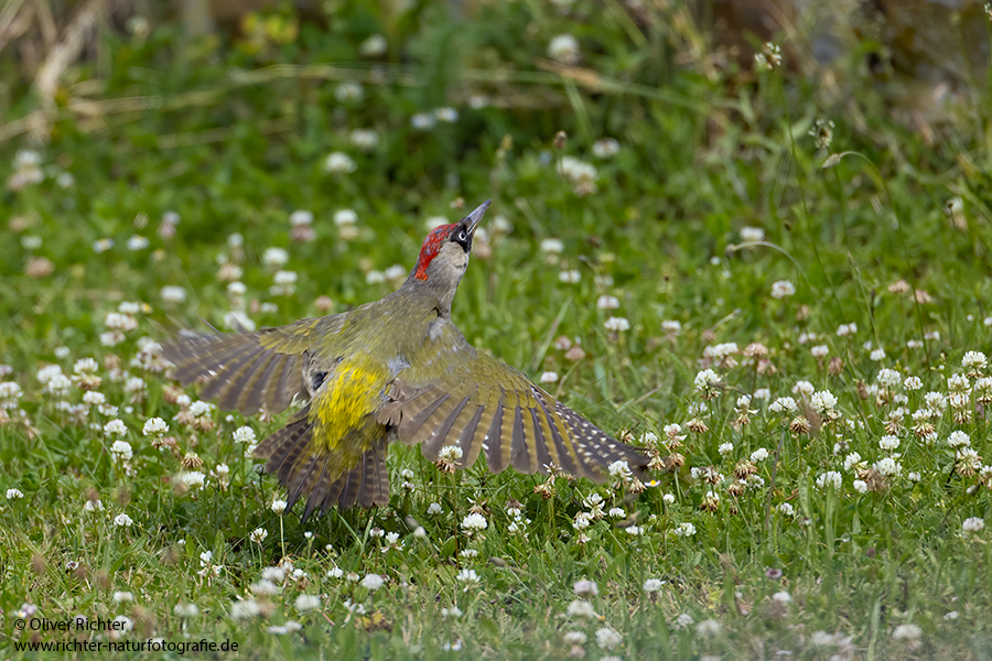 Gruenspecht - Picus viridis Spechte Weibchen Grimma Sachsen Muldental Echte Spechte Woodpecker Voegel 