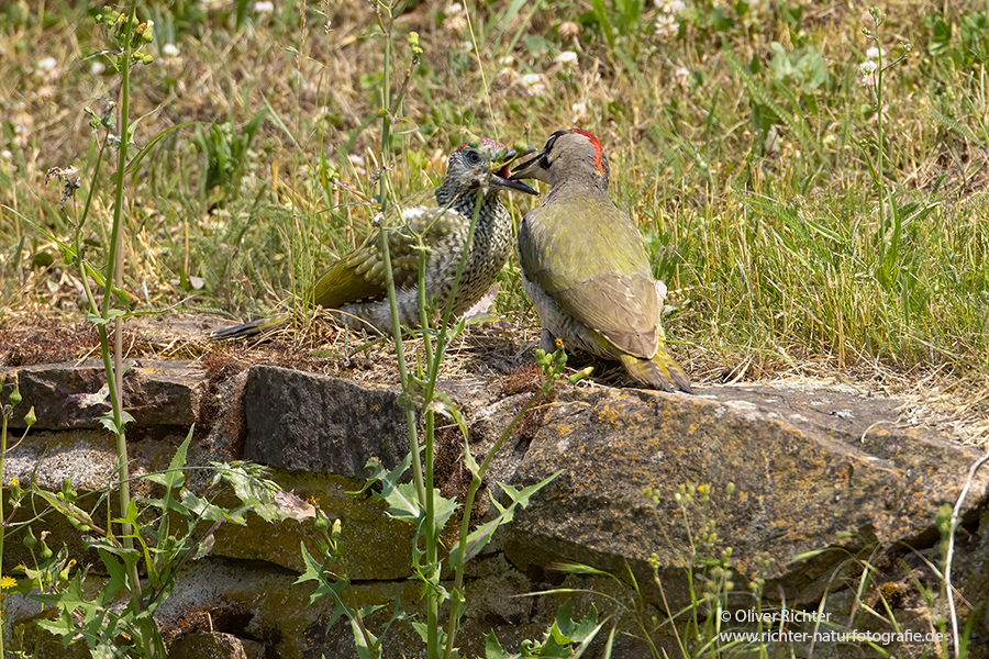 Gruenspecht - Picus viridis Spechte Weibchen Grimma Sachsen Muldental Echte Spechte Woodpecker Voegel 