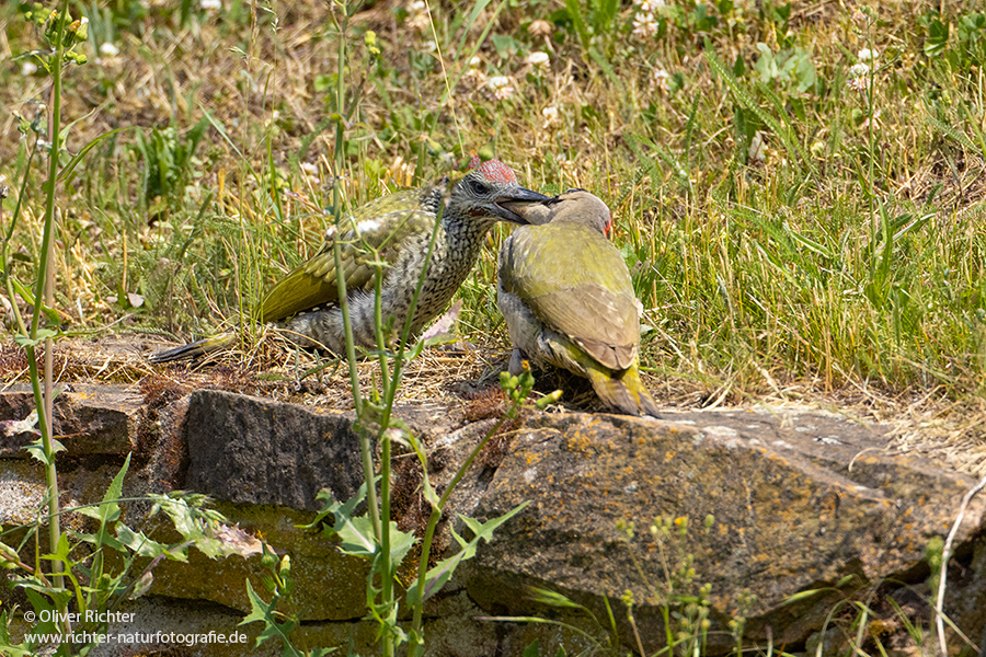 Gruenspecht - Picus viridis Spechte Weibchen Grimma Sachsen Muldental Echte Spechte Woodpecker Voegel 