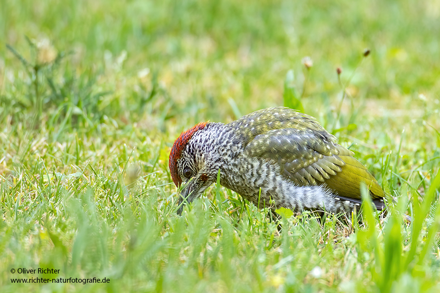 Gruenspecht - Picus viridis Spechte Weibchen Grimma Sachsen Muldental Echte Spechte Woodpecker Voegel 