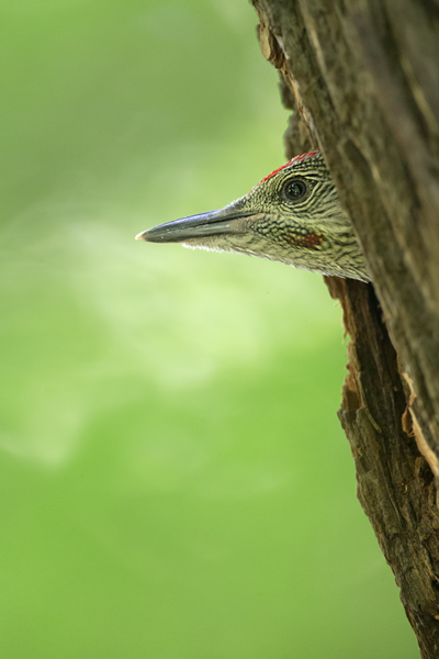 Grünspecht, Gruenspecht - Picus viridis, Vogel des Jahres 2014, Spechte, Erdspechte, Specht, Nicht schlecht Herr Specht, Muldental, Gruenspechte im Muldental, Gruenspecht im Muldental, Gruenspecht in Sachsen, Sachsen, Picus viridus, Weibchen, Maennchen