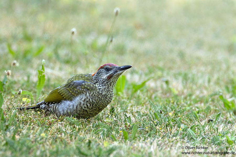 Gruenspecht - Picus viridis Spechte Weibchen Grimma Sachsen Muldental Echte Spechte Woodpecker Voegel 