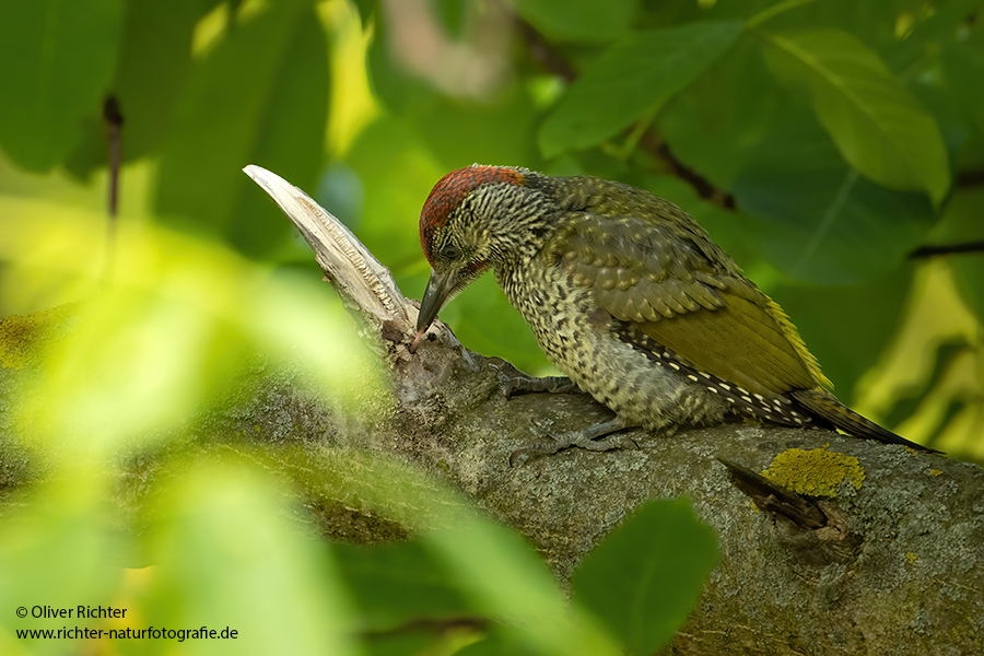 Gruenspecht - Picus viridis Spechte Weibchen Grimma Sachsen Muldental Echte Spechte Woodpecker Voegel 