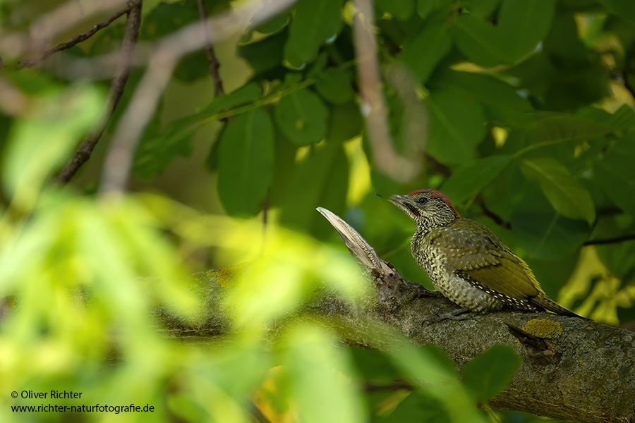 Gruenspecht - Picus viridis Spechte Weibchen Grimma Sachsen Muldental Echte Spechte Woodpecker Voegel 