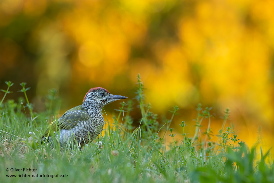 Gruenspecht - Picus viridis Spechte Weibchen Grimma Sachsen Muldental Echte Spechte Woodpecker Voegel 