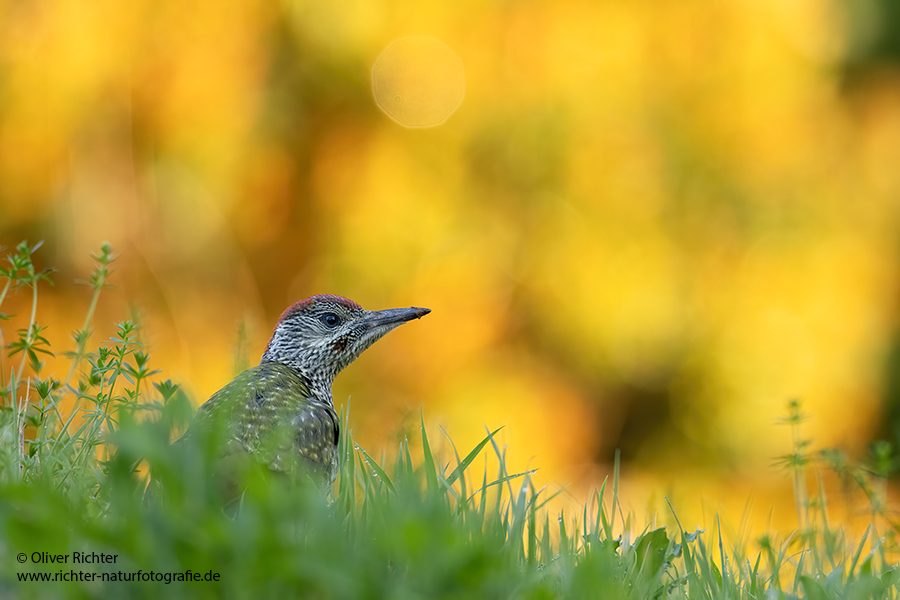 Gruenspecht - Picus viridis Spechte Weibchen Grimma Sachsen Muldental Echte Spechte Woodpecker Voegel 