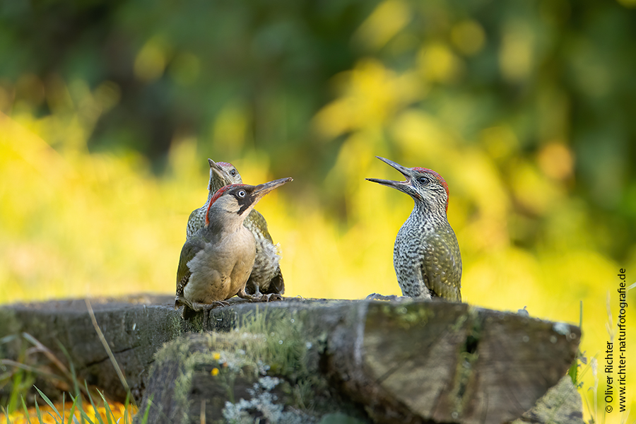 Gruenspecht - Picus viridis Spechte Weibchen Grimma Sachsen Muldental Echte Spechte Woodpecker Voegel 