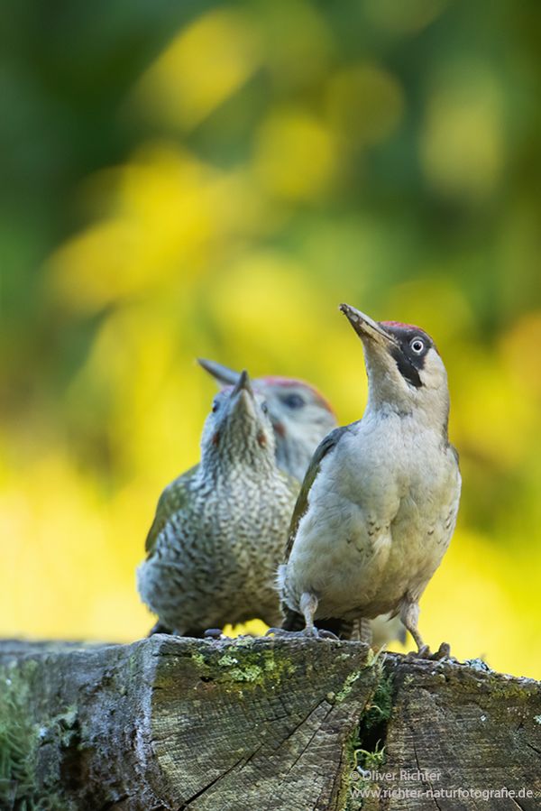 Gruenspecht - Picus viridis Spechte Weibchen Grimma Sachsen Muldental Echte Spechte Woodpecker Voegel 