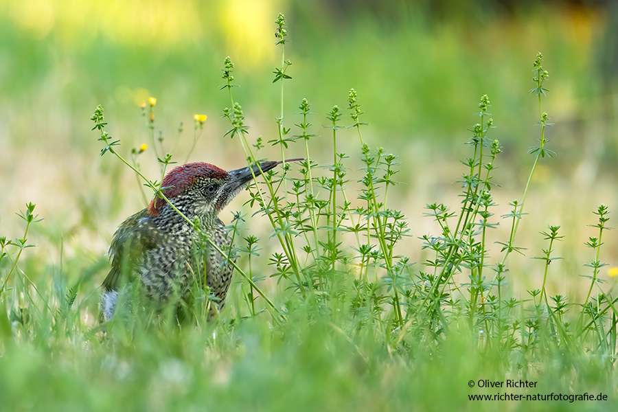 Gruenspecht - Picus viridis Spechte Weibchen Grimma Sachsen Muldental Echte Spechte Woodpecker Voegel 