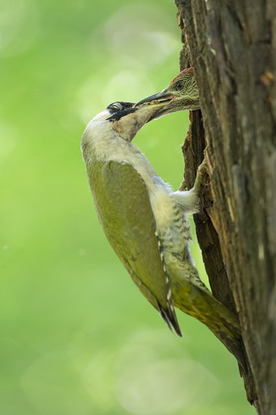 Grünspecht, Gruenspecht - Picus viridis, Vogel des Jahres 2014, Spechte, Erdspechte, Specht, Nicht schlecht Herr Specht, Muldental, Gruenspechte im Muldental, Gruenspecht im Muldental, Gruenspecht in Sachsen, Sachsen, Picus viridus, Weibchen, Maennchen