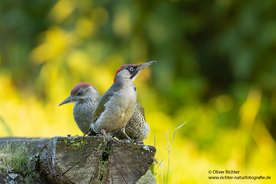 Gruenspecht - Picus viridis Spechte Weibchen Grimma Sachsen Muldental Echte Spechte Woodpecker Voegel 