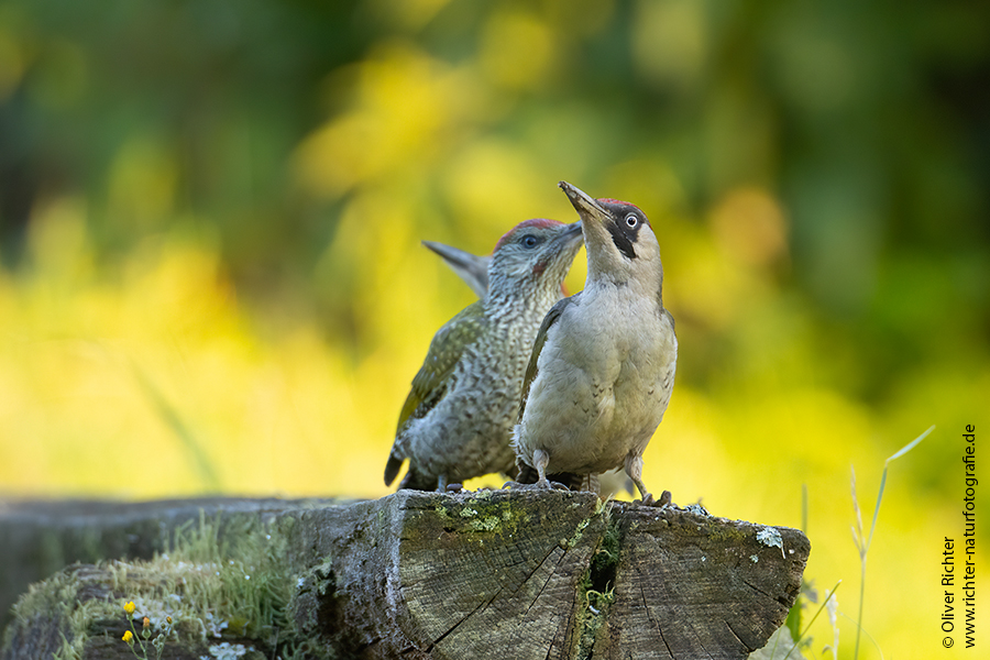 Gruenspecht - Picus viridis Spechte Weibchen Grimma Sachsen Muldental Echte Spechte Woodpecker Voegel 