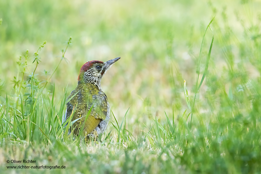 Gruenspecht - Picus viridis Spechte Weibchen Grimma Sachsen Muldental Echte Spechte Woodpecker Voegel 