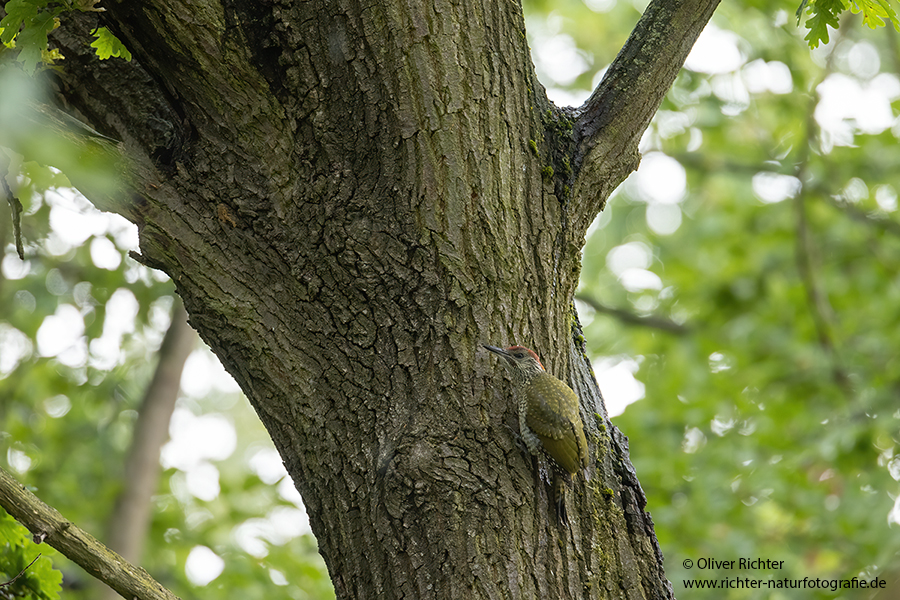 Gruenspecht - Picus viridis Spechte Weibchen Grimma Sachsen Muldental Echte Spechte Woodpecker Voegel 