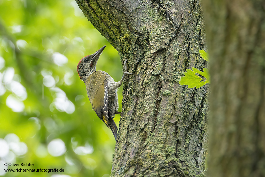 Gruenspecht - Picus viridis Spechte Weibchen Grimma Sachsen Muldental Echte Spechte Woodpecker Voegel 