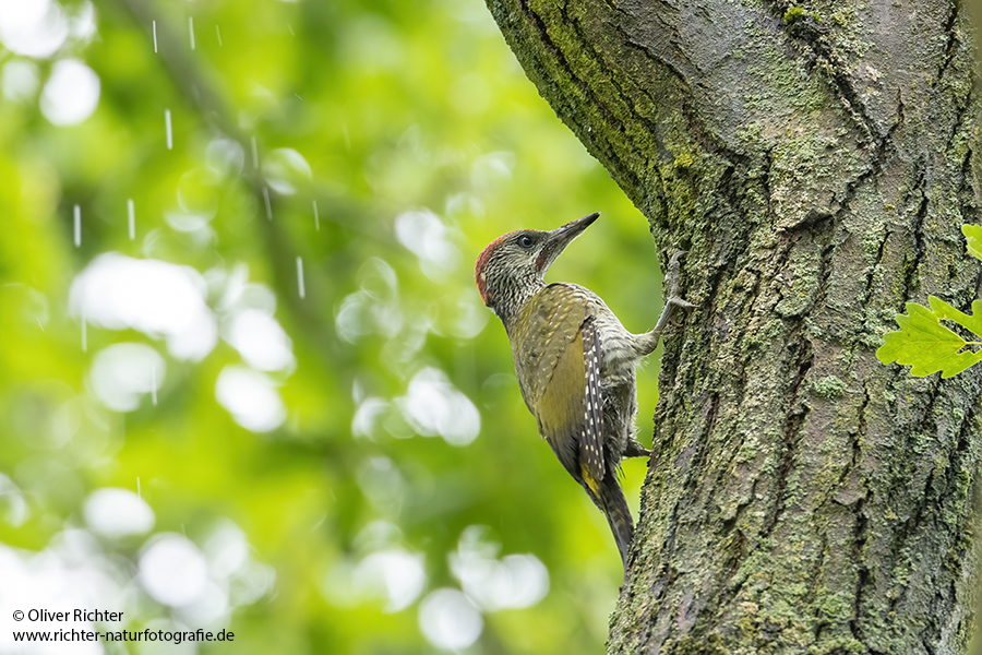 Gruenspecht - Picus viridis Spechte Weibchen Grimma Sachsen Muldental Echte Spechte Woodpecker Voegel 