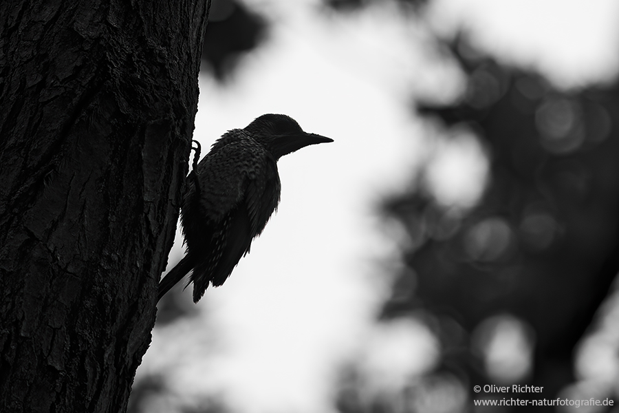 Gruenspecht - Picus viridis Spechte Weibchen Grimma Sachsen Muldental Echte Spechte Woodpecker Voegel 
