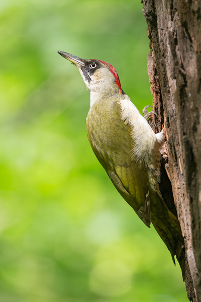 Grünspecht, Gruenspecht - Picus viridis, Vogel des Jahres 2014, Spechte, Erdspechte, Specht, Nicht schlecht Herr Specht, Muldental, Gruenspechte im Muldental, Gruenspecht im Muldental, Gruenspecht in Sachsen, Sachsen, Picus viridus, Weibchen, Maennchen