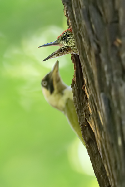 Grünspecht, Gruenspecht - Picus virdus, Vogel des Jahres 2014, Spechte, Erdspechte, Specht, Nicht schlecht Herr Specht, Muldental, Gruenspechte im Muldental, Gruenspecht im Muldental, Gruenspecht in Sachsen, Sachsen, Picus viridus, Weibchen, Maennchen