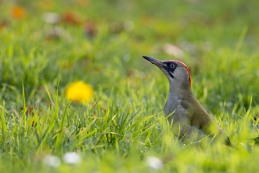 Gruenspecht - Picus viridis Spechte Weibchen Grimma Sachsen Muldental Echte Spechte Woodpecker Voegel 