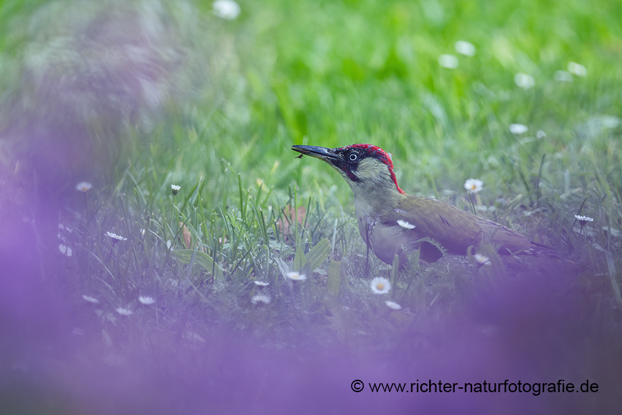 Gruenspecht - Picus viridis Spechte Weibchen Grimma Sachsen Muldental Echte Spechte Woodpecker Voegel 