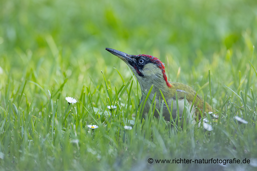 Gruenspecht - Picus viridis Spechte Weibchen Grimma Sachsen Muldental Echte Spechte Woodpecker Voegel 