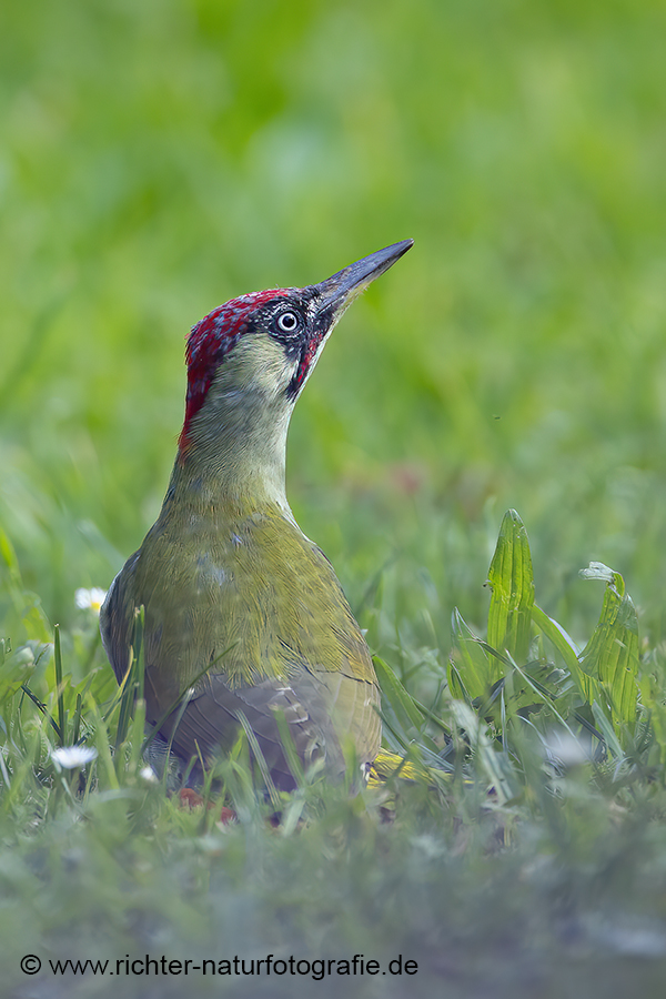 Gruenspecht - Picus viridis Spechte Weibchen Grimma Sachsen Muldental Echte Spechte Woodpecker Voegel 