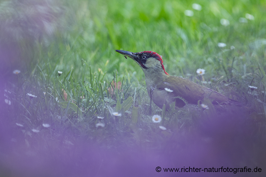 Gruenspecht - Picus viridis Spechte Weibchen Grimma Sachsen Muldental Echte Spechte Woodpecker Voegel 