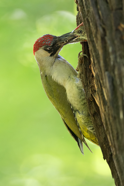 Grünspecht, Gruenspecht - Picus viridis, Vogel des Jahres 2014, Spechte, Erdspechte, Specht, Nicht schlecht Herr Specht, Muldental, Gruenspechte im Muldental, Gruenspecht im Muldental, Gruenspecht in Sachsen, Sachsen, Picus viridus, Weibchen, Maennchen