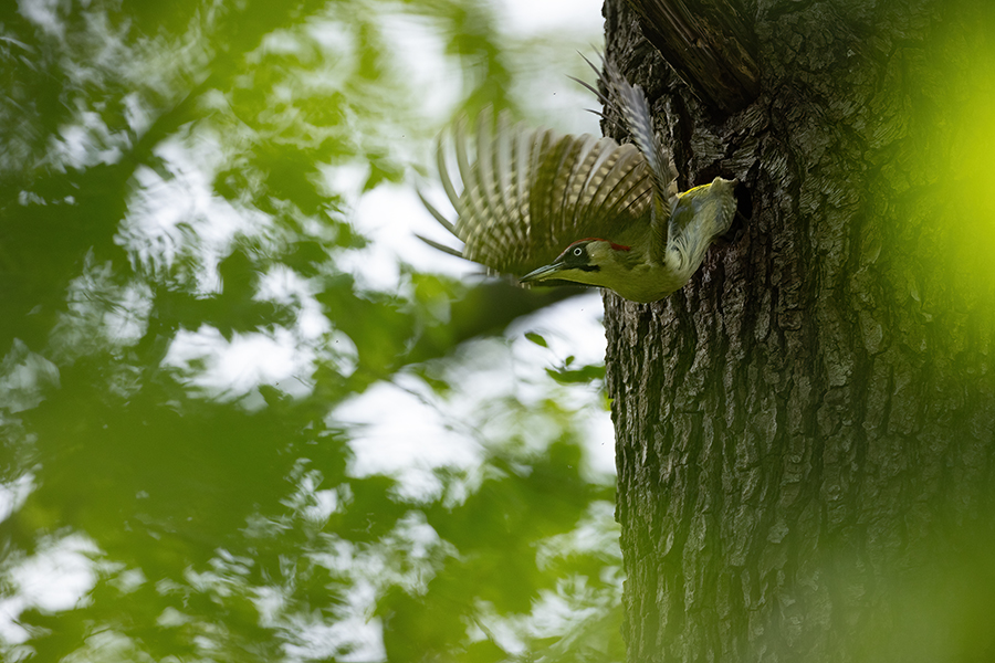 Gruenspecht - Picus viridis Spechte Weibchen Grimma Sachsen Muldental Echte Spechte Woodpecker Voegel 