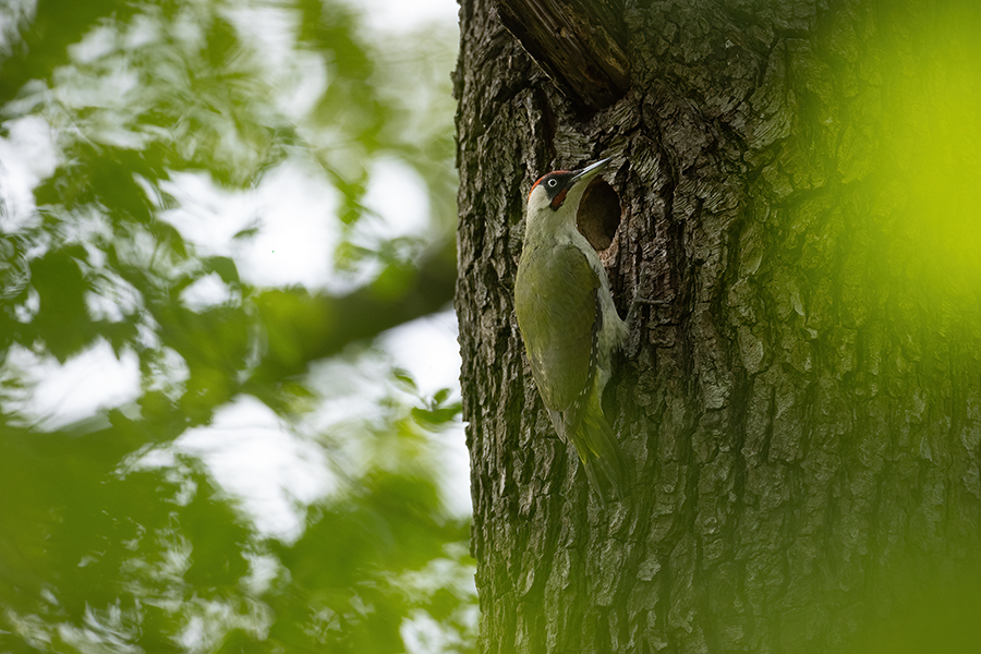 Gruenspecht - Picus viridis Spechte Weibchen Grimma Sachsen Muldental Echte Spechte Woodpecker Voegel 
